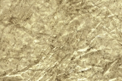 Sand Dollar